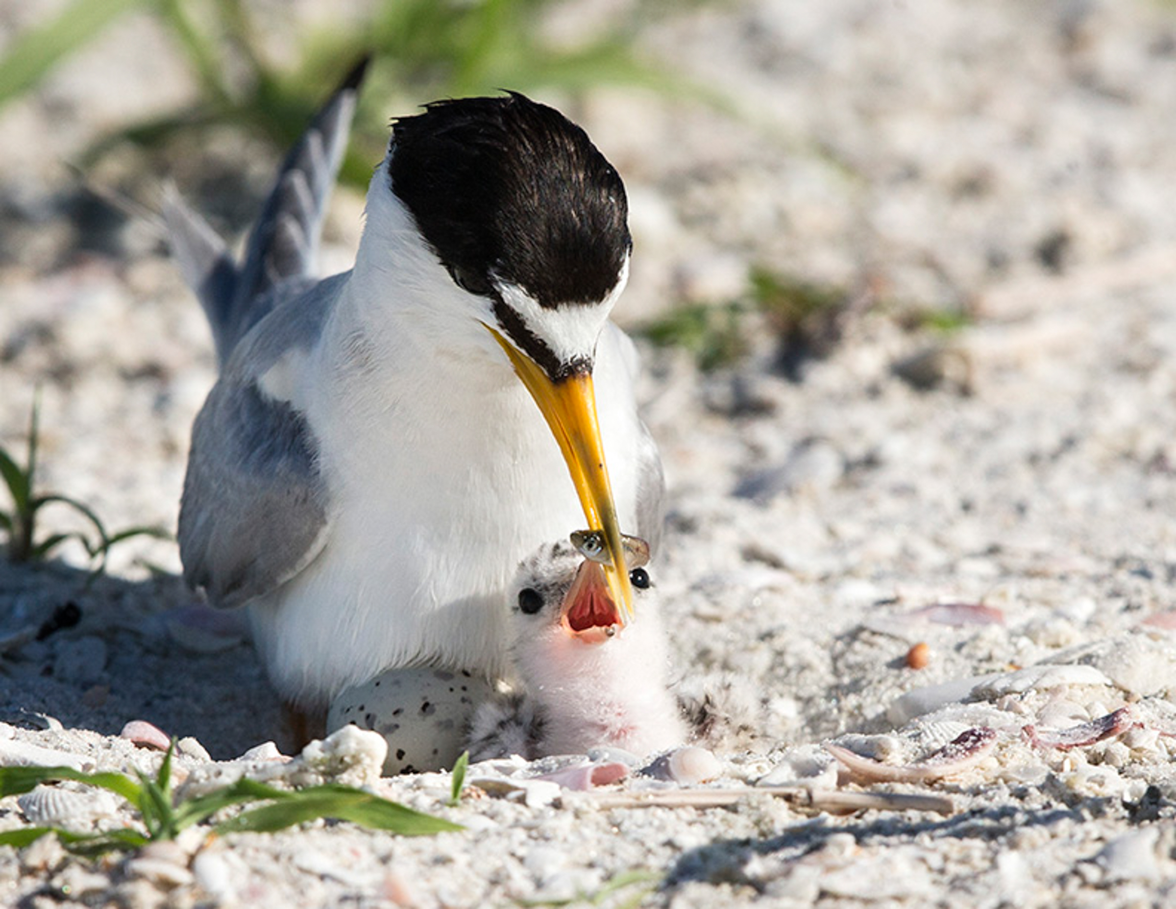 Least Tern feeds a chick on the beach.