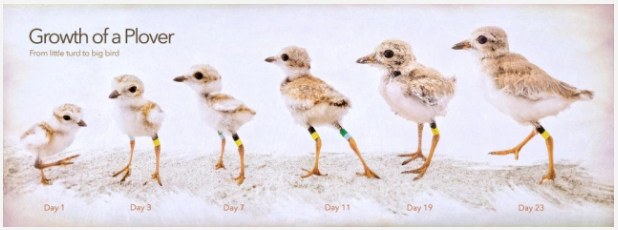 Growth of a Piping Plover