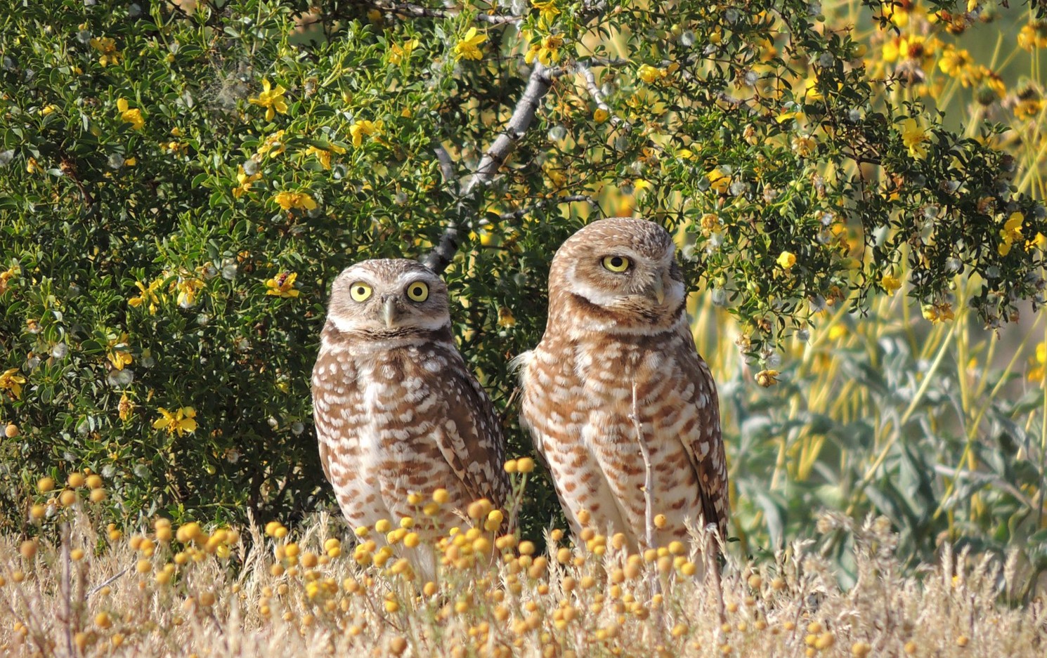 Two Burrowing Owls stand amid a field of dry stinknet flowers, with creosote flowers in the background.