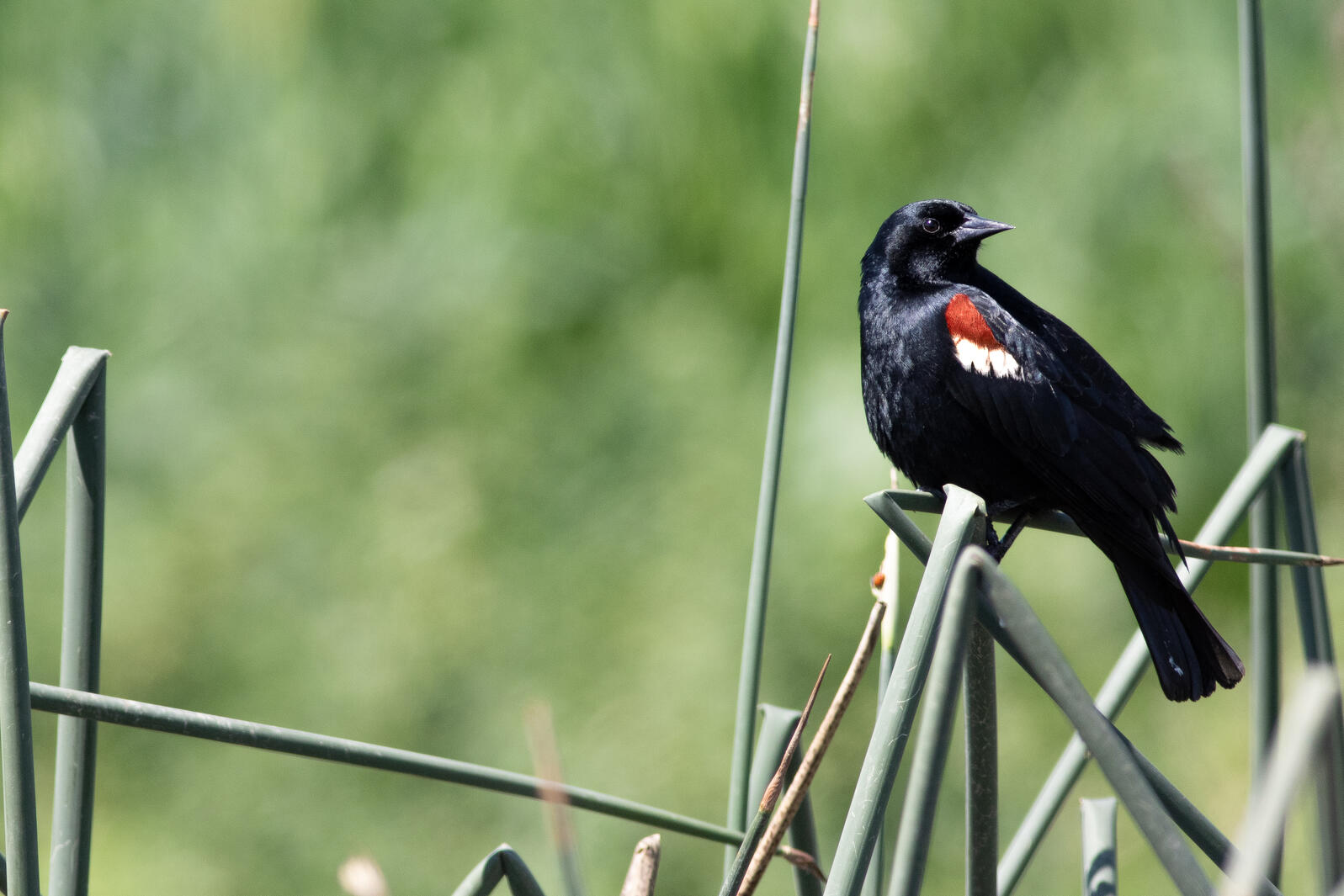 Tricolored Blackbird 