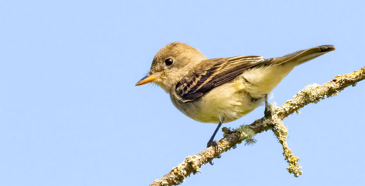 Willow Flycatcher. 