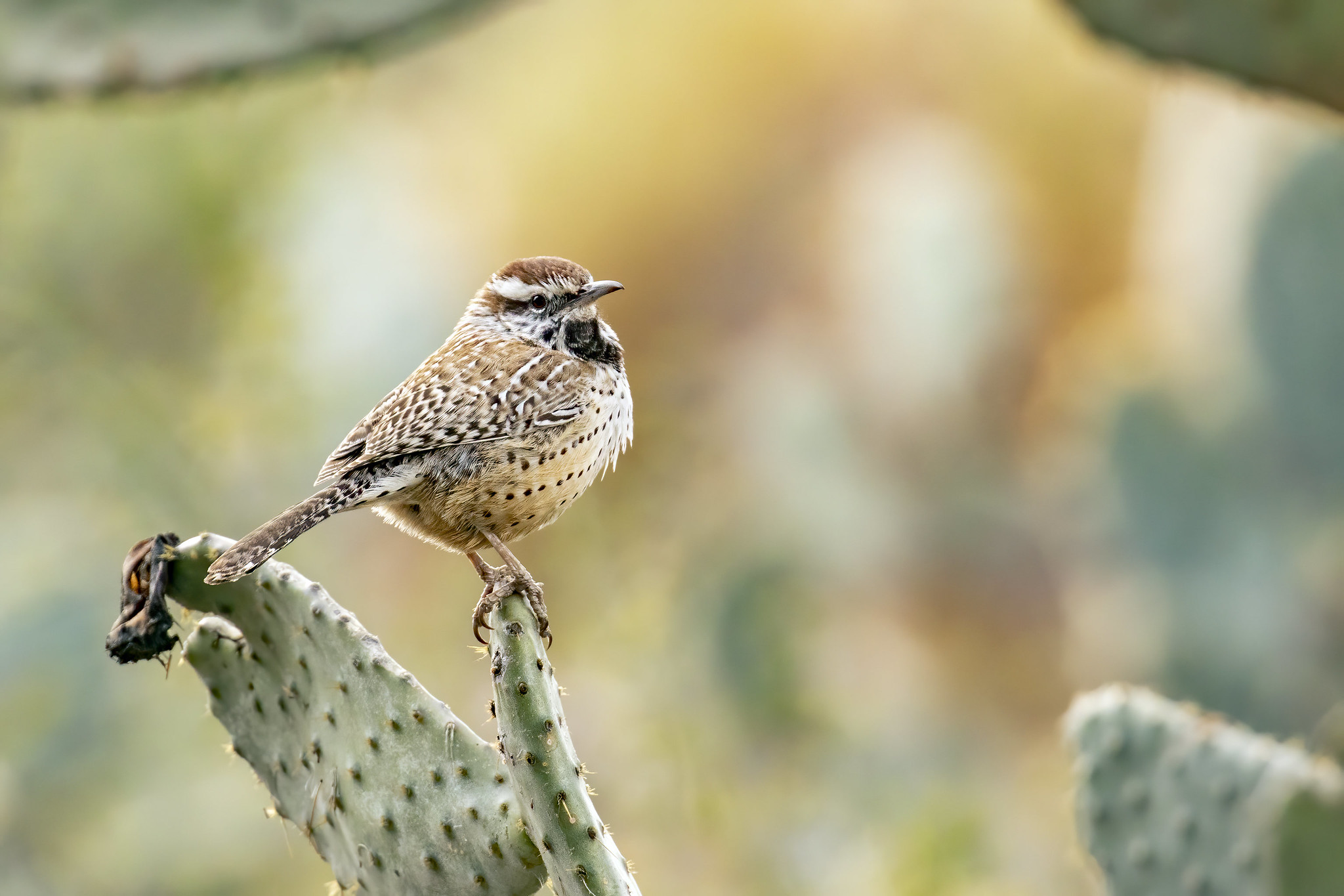 Cactus Wren 