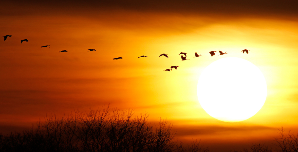 A flock of Sandhill Cranes coming in for a landing, silhouetted against the setting sun.