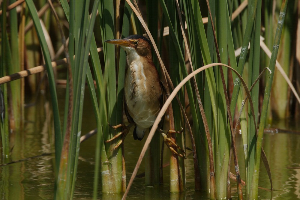 Least Bittern. Photo: Gil Eckrich/Audubon Photography Awards