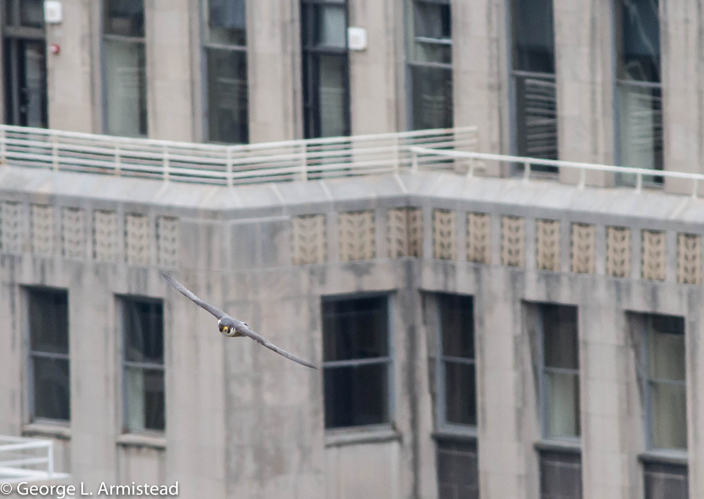 Peregrine Falcon in front of Philadelphia's city hall. Photo: George Armistead