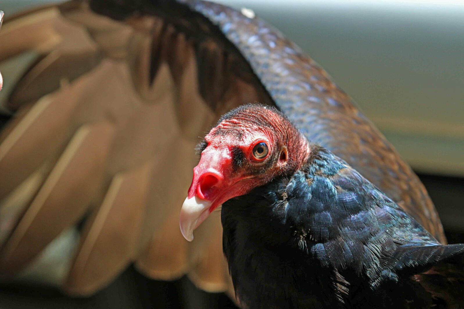 Turkey Vulture. 