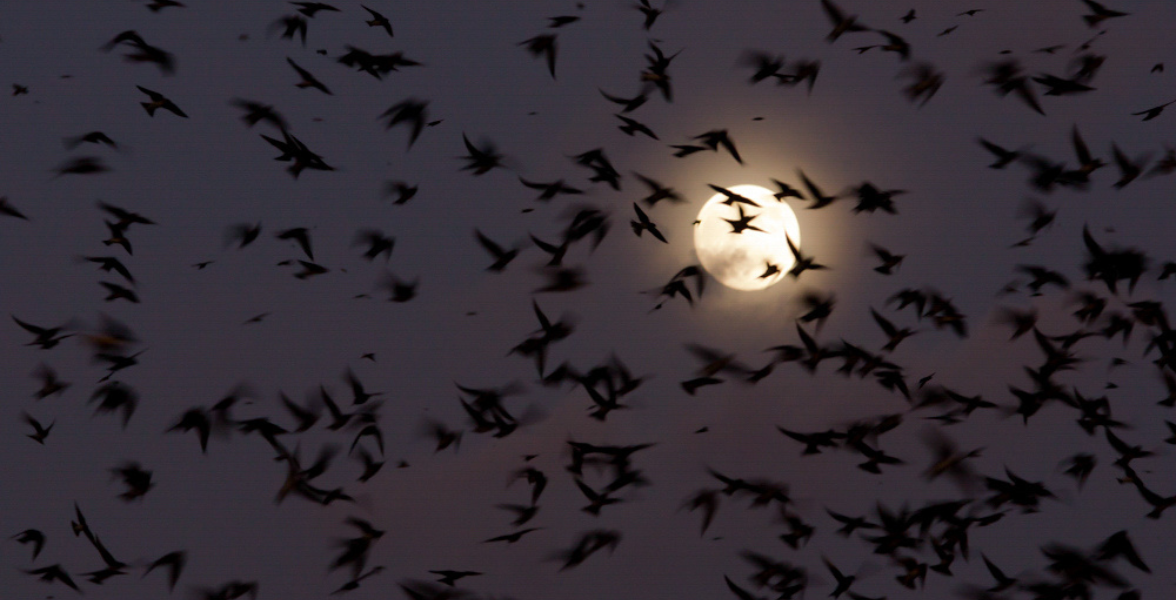 Silhouettes of a flock of flying Purple Martins against a night sky. The full moon glows brightly in the background.