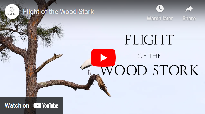 Flight of the Wood Stork video promo.