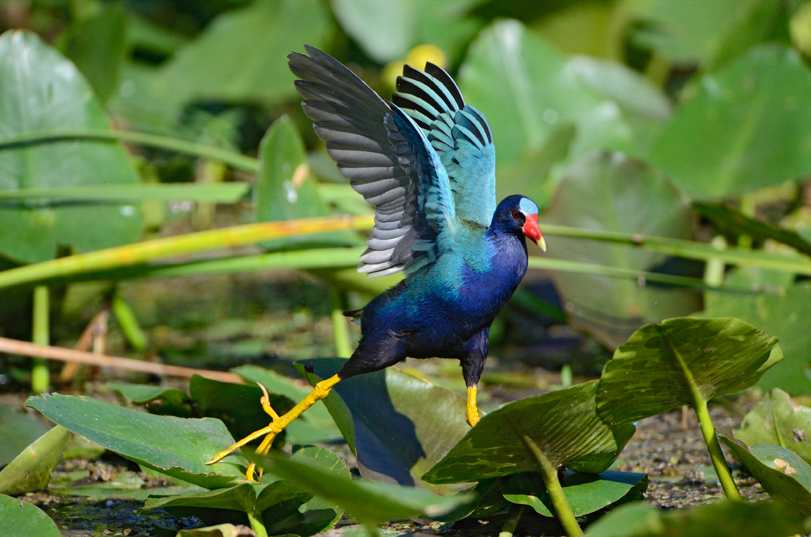 A Purple Gallinule with its wings outstretched, walking in lily pads. Photo: George Sanker/Audubon Photography Awards.