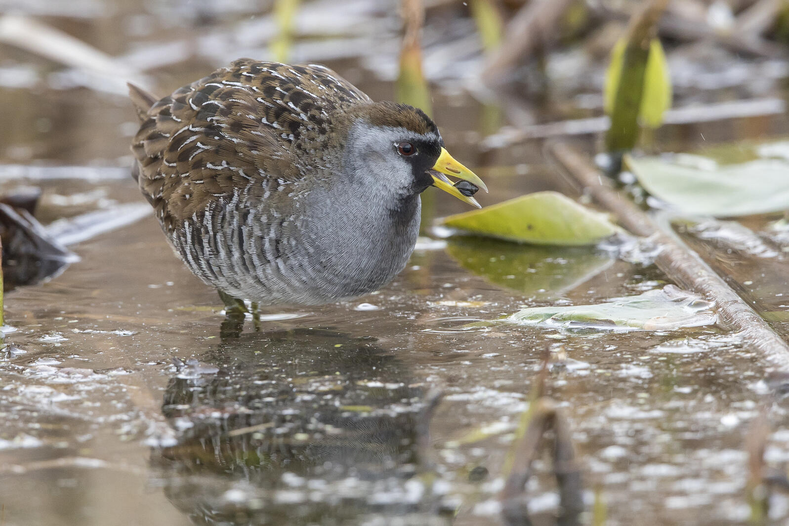 Sora, Carmel, Indiana Photo: John Troth/Audubon Photography Awards