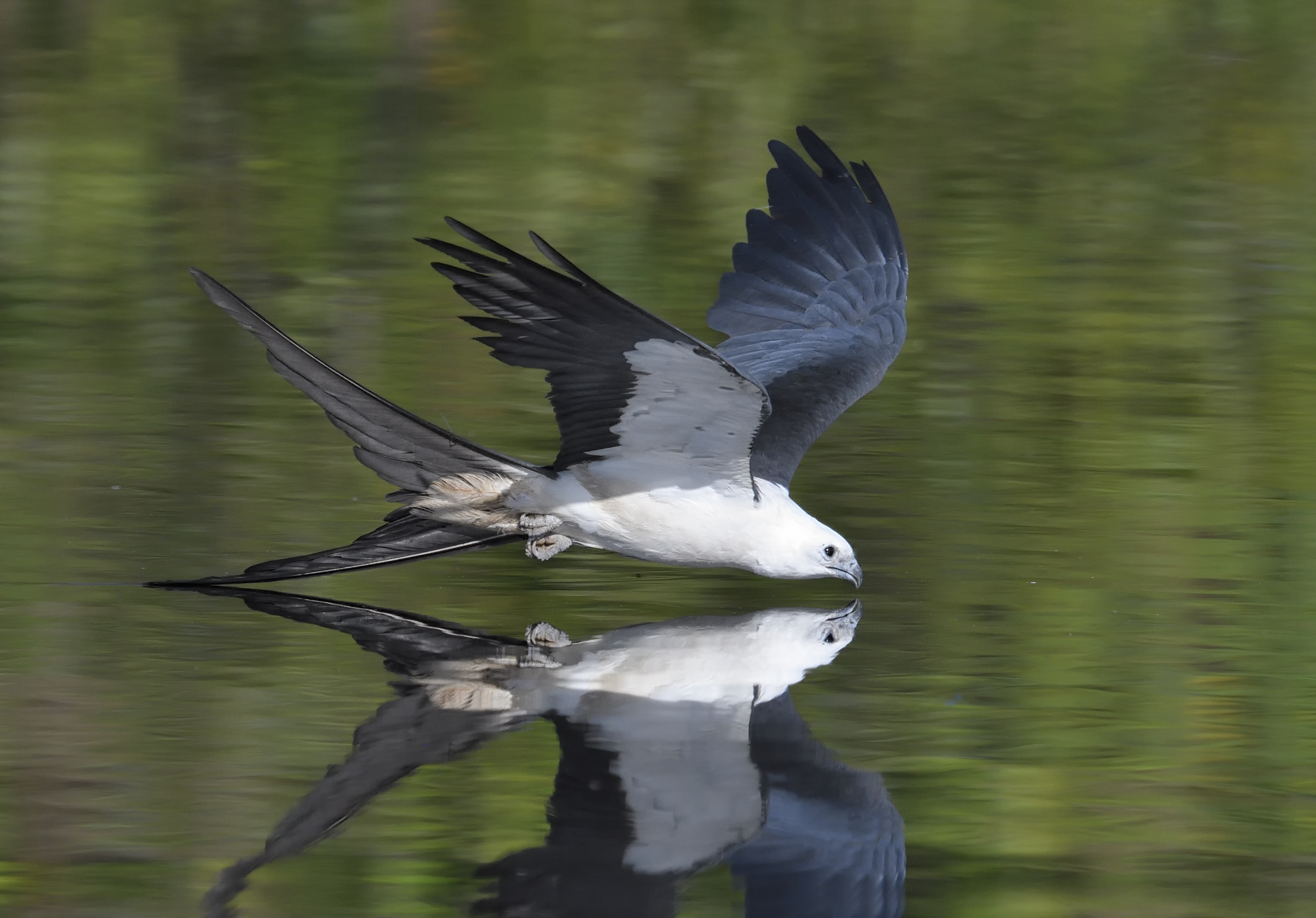 Swallow-tailed Kite skimming over calm water.