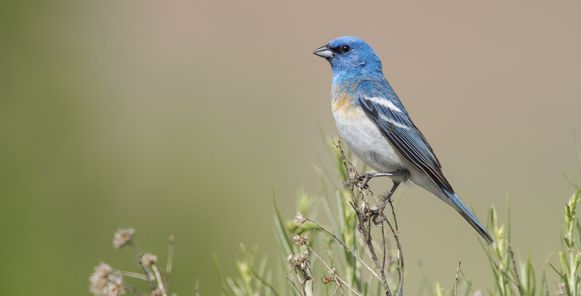 A blue, white, black, and rust-colored songbird perches on thin, upright branches of small green leaves. 