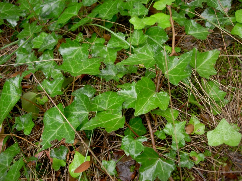 English Ivy, an invasive plant.