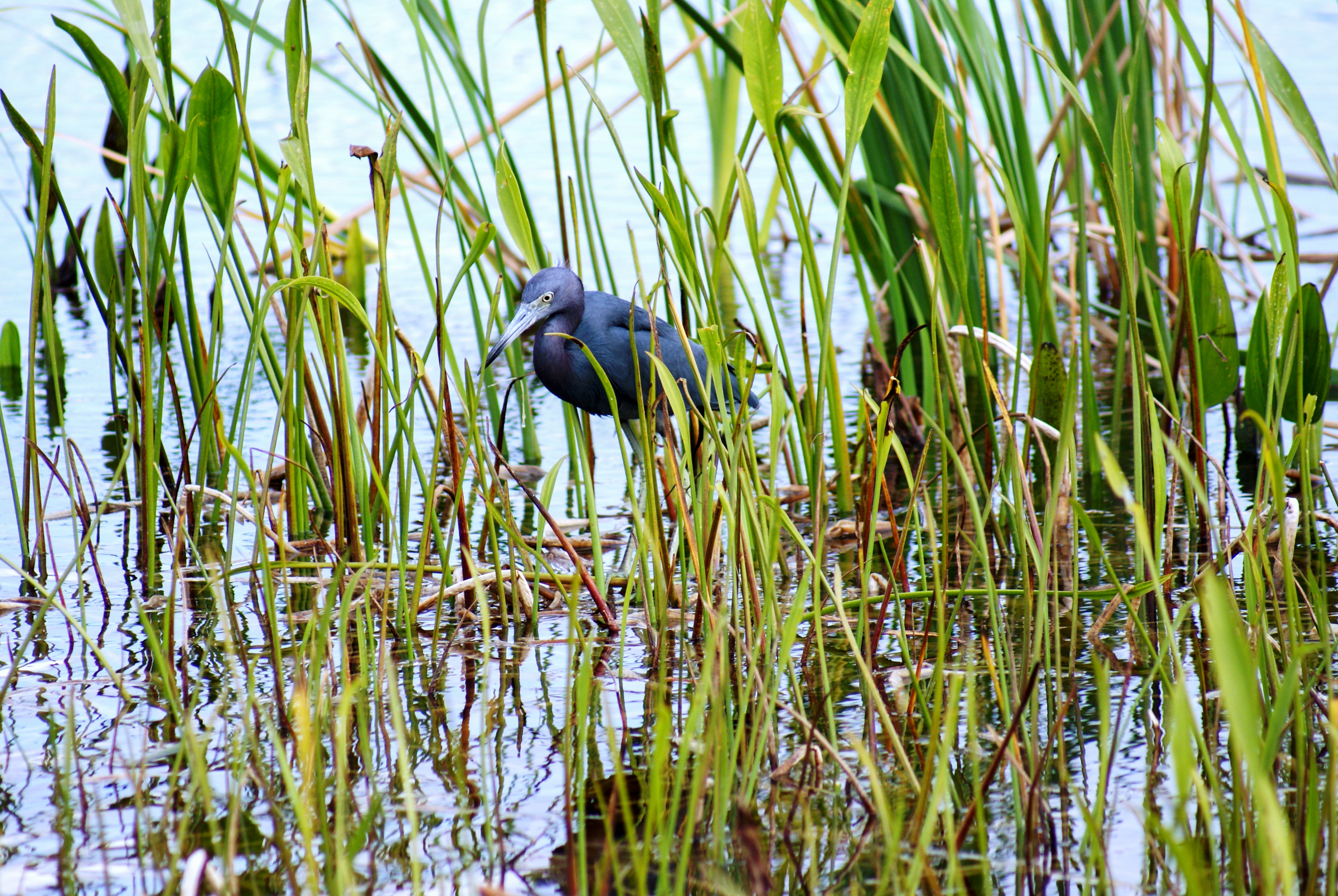 Little Blue Heron stands in a marsh.
