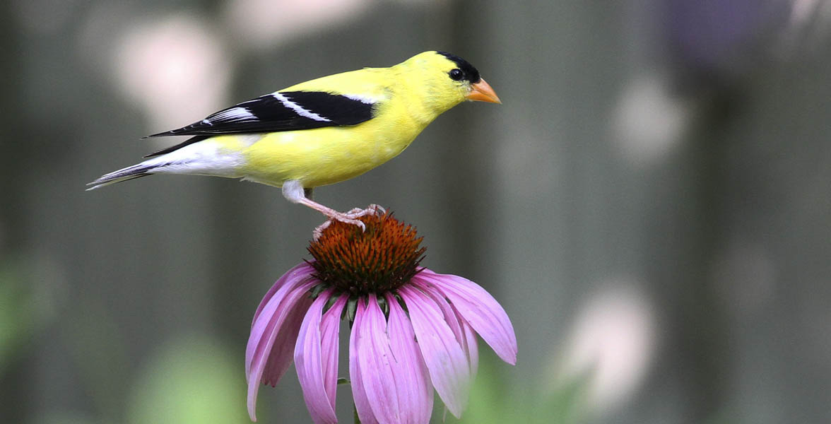American Goldfinch. Photo: Will Stuart/Audubon