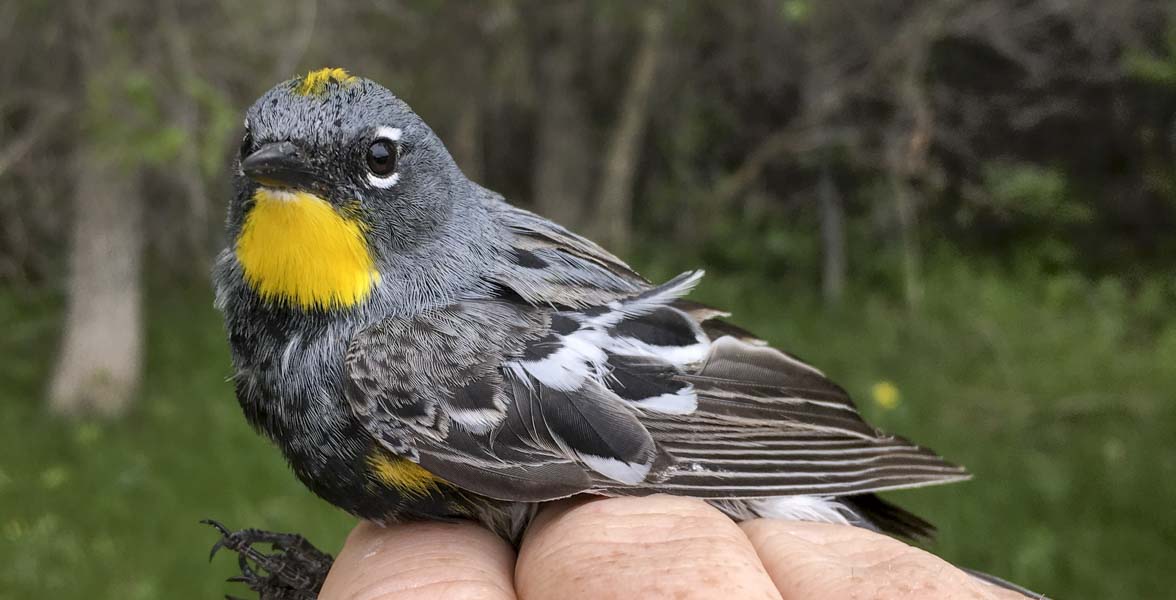 Yellow-rumped Warbler at one of our Wyoming banding stations. Photo: Zach Hutchinson.