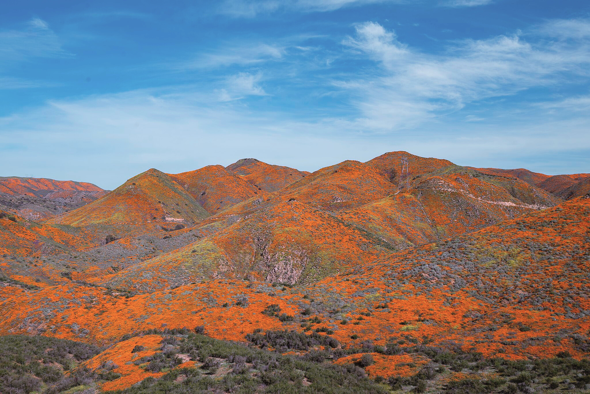 Wildflowers bloom across a hilly California landscape. 