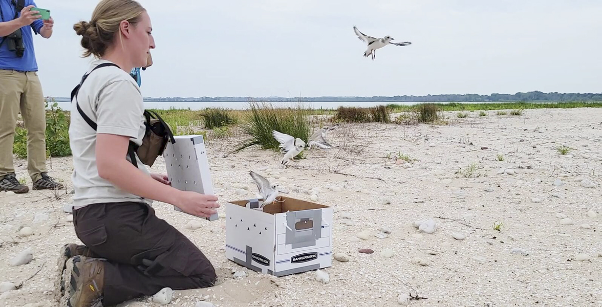 Fish and Wildlife Service, Audubon Great Lakes and partners at Detroit Zoo and University of Minnesota, released four federally endangered Great Lakes piping plover chicks at the Cat Island Restoration Site, in Lower Green Bay.