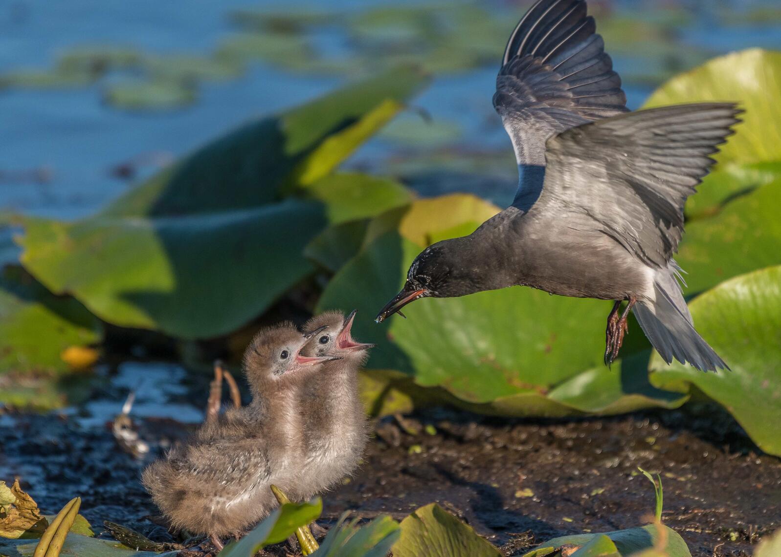 Black Tern, juvenile and adult. Photo: Sabrina Dao/Audubon Photography Awards.