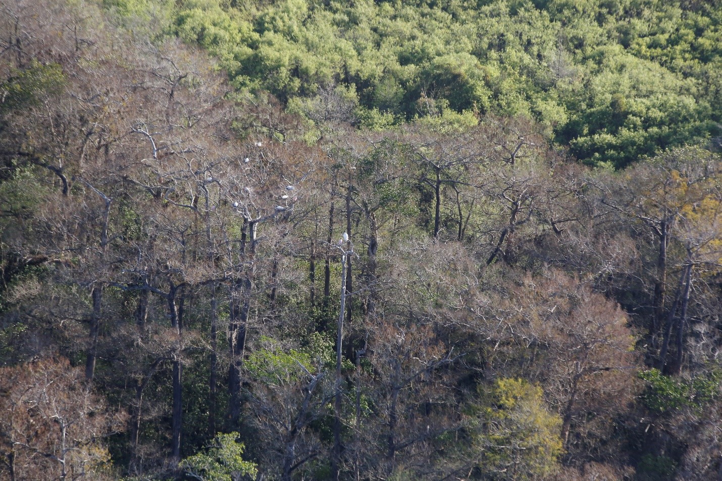 Aerial view of wading birds nesting in the treetops.