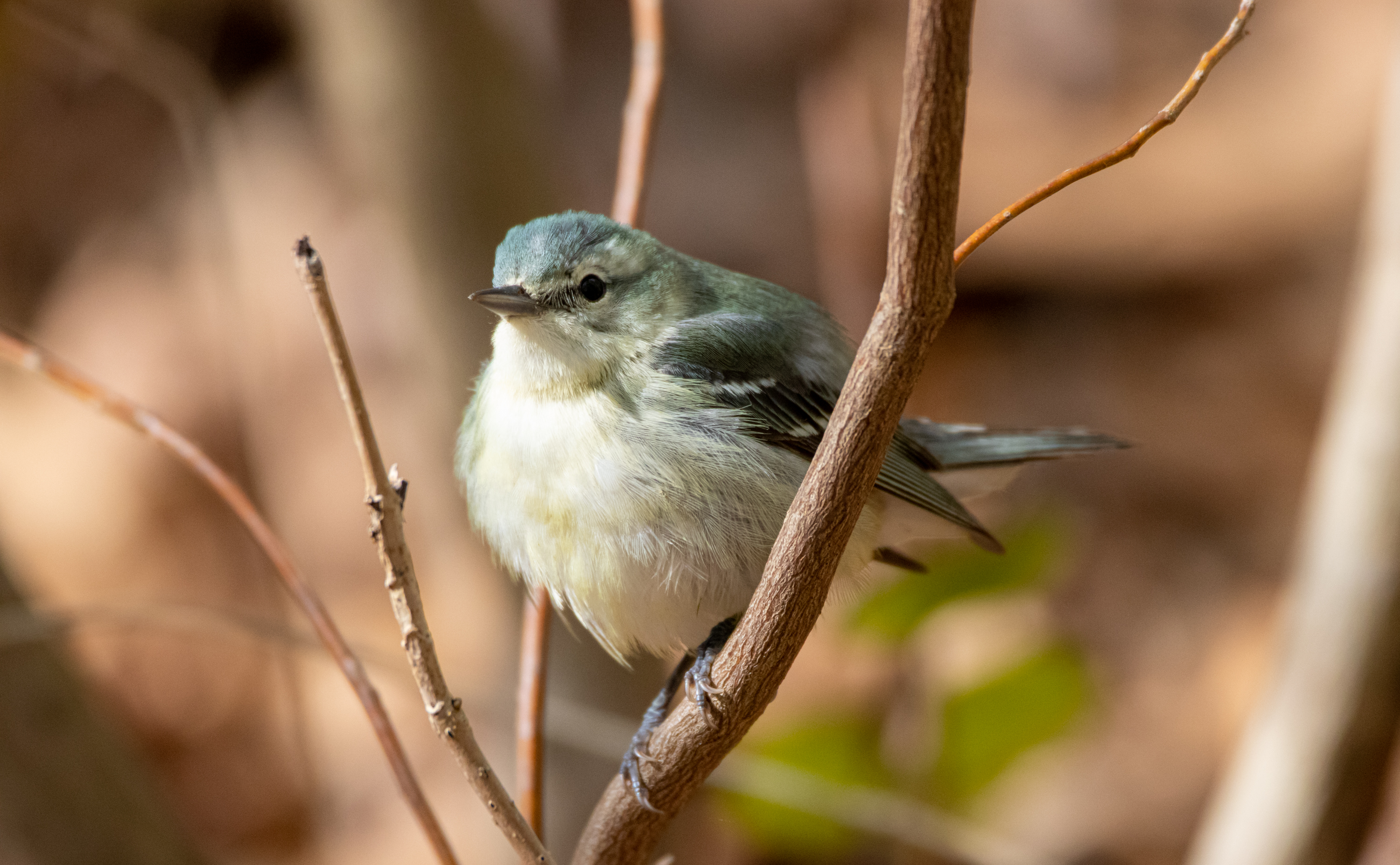 Cerulean Warbler, female. Melina Cronin/Audubon Photography Awards