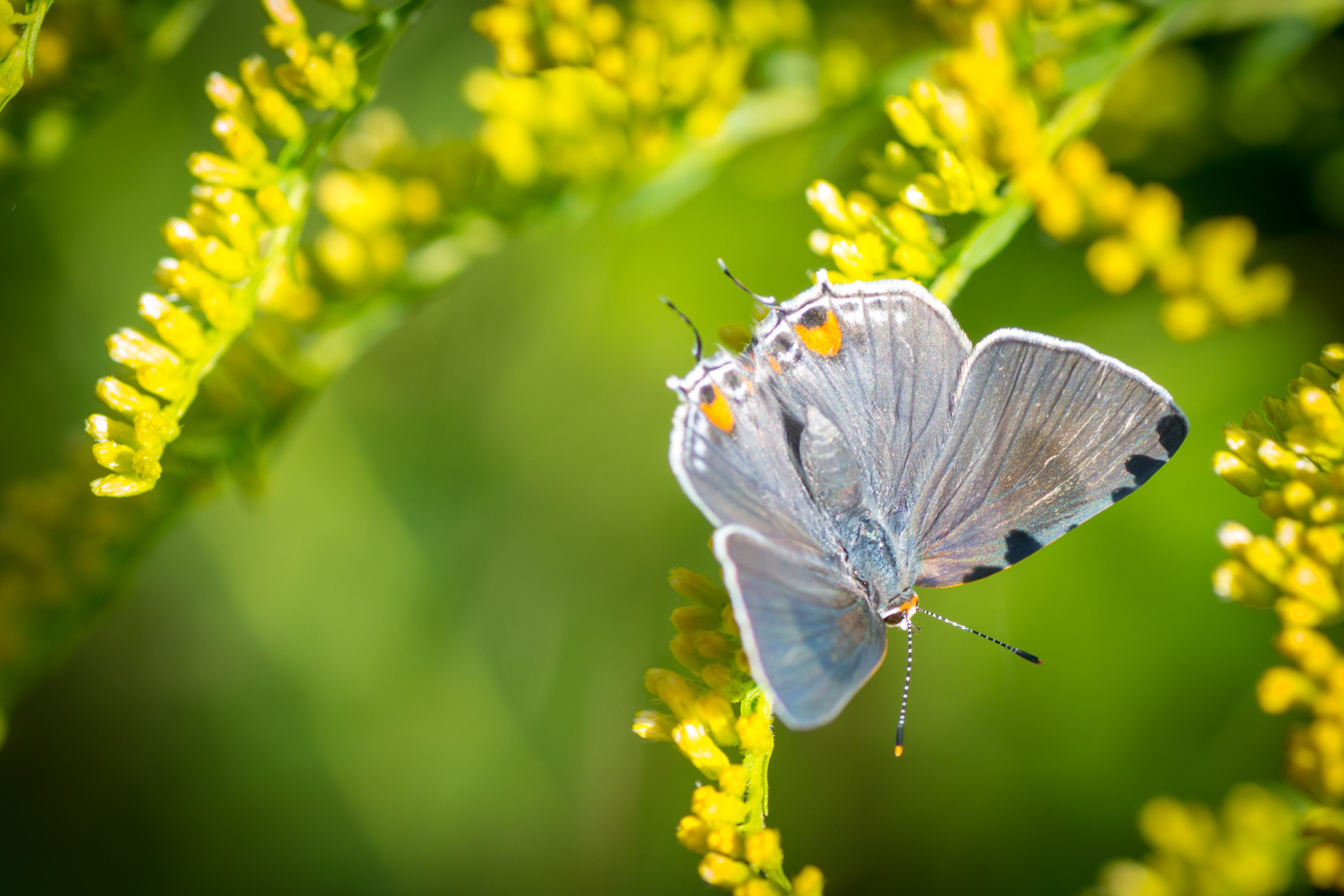 Gray hairstreak (Strymon melinus) butterfly on a flowering bush. 