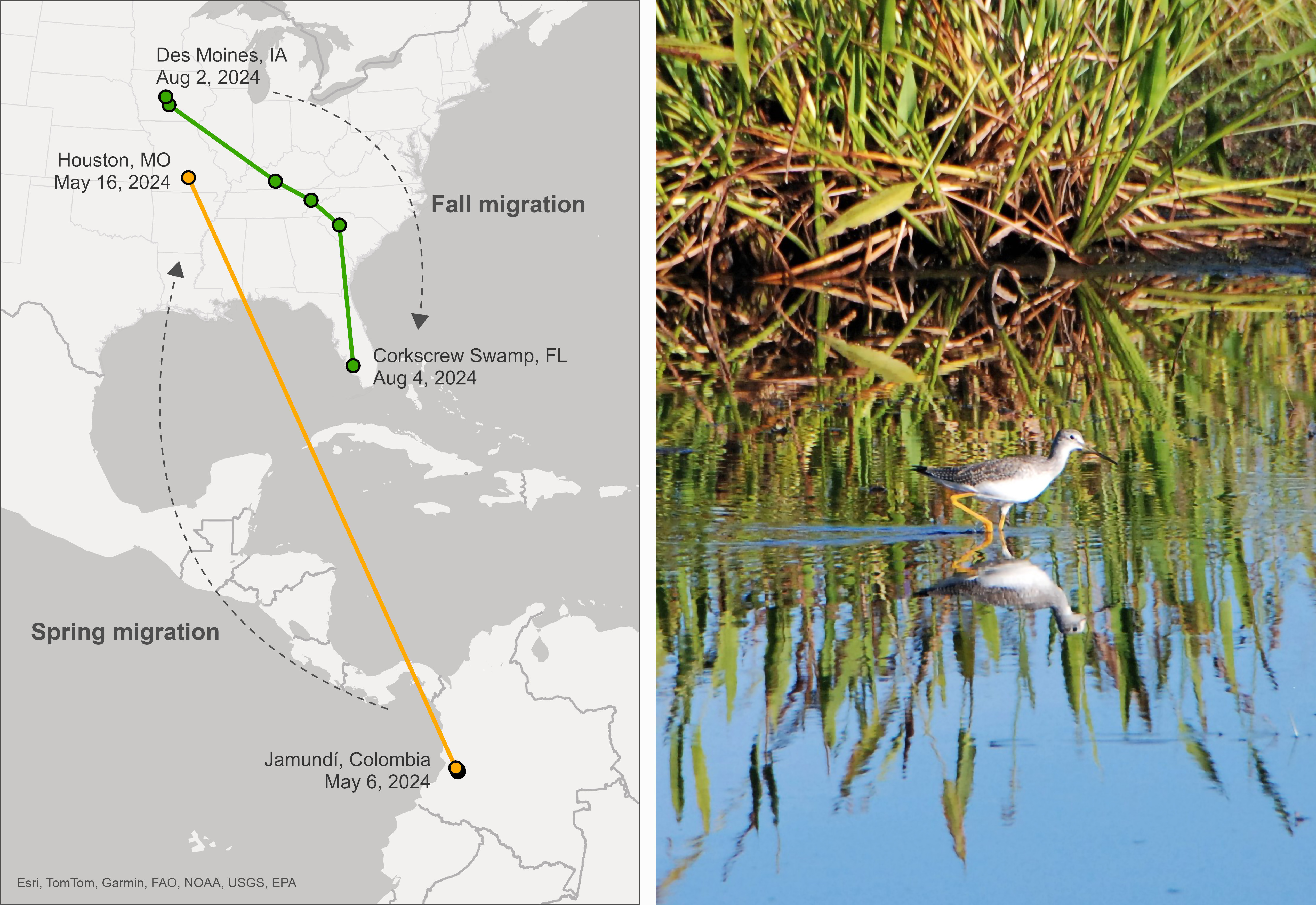 A map showing North and South America with lines showing flight path next to a photo of a bird in a wetland.