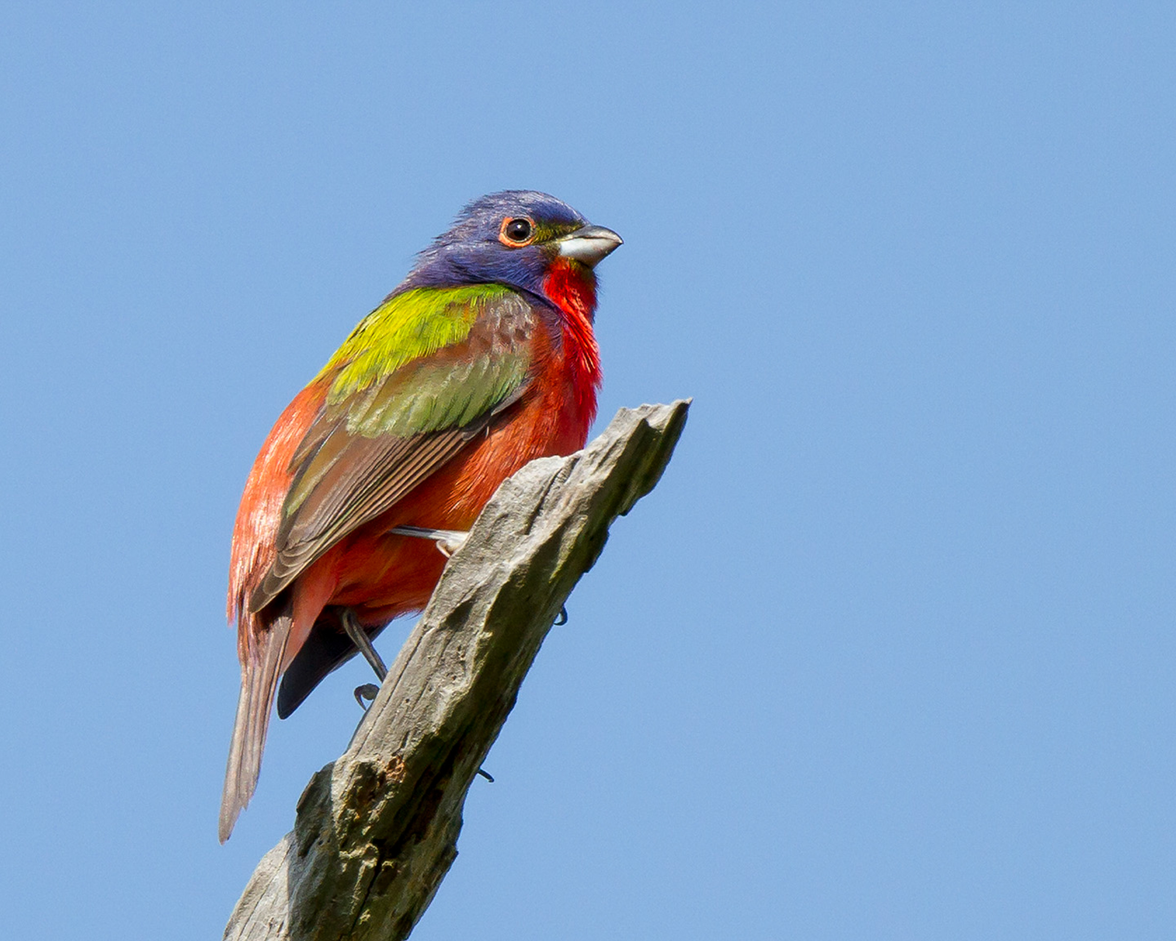 Painted Bunting.