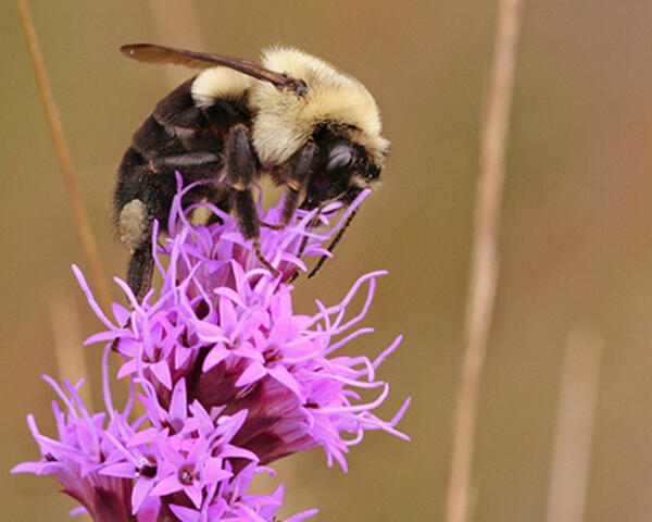 A black and white insect on a purple flower.