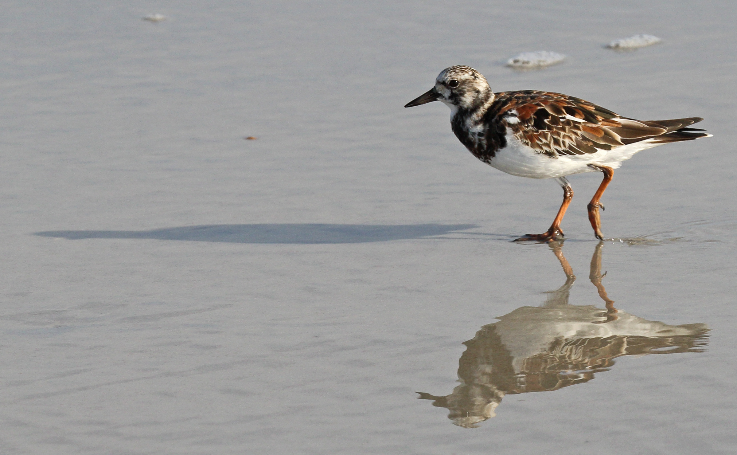 Ruddy Turnstone. Photo: Lane Kistler/Audubon Photography Awards.