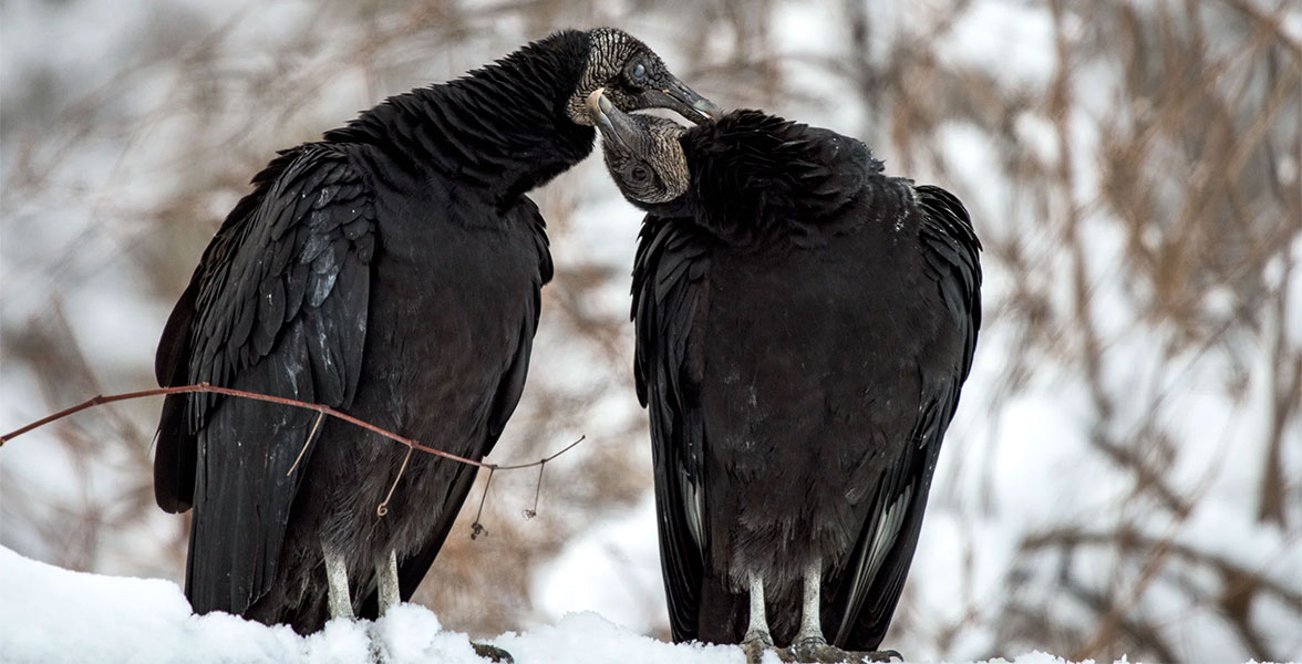 Black Vultures.