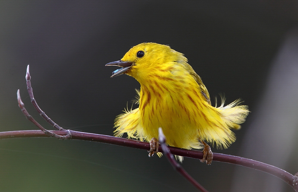 Yellow Warbler. 