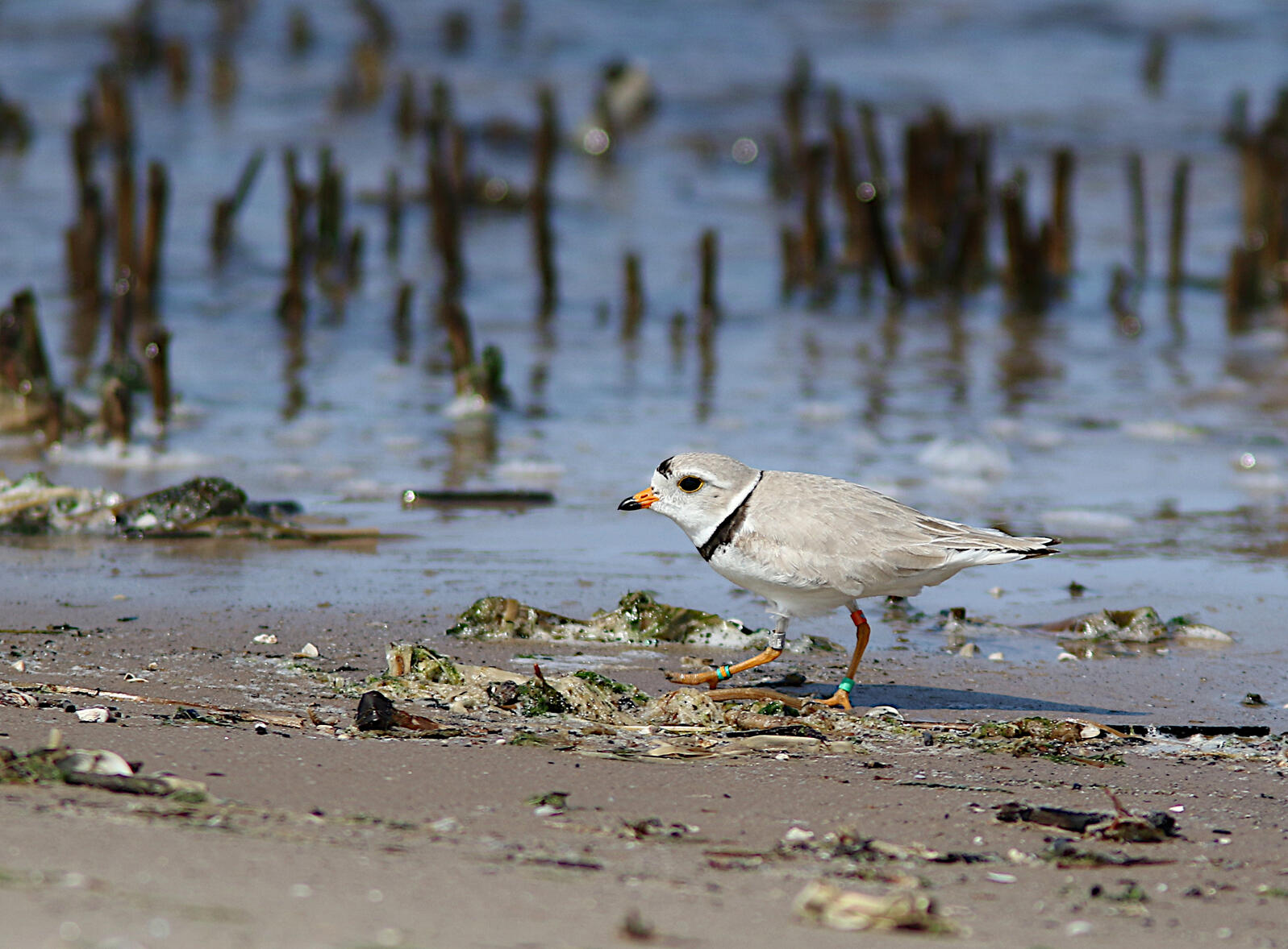 Great Lakes Piping Plover at Cat Islands in WI. Credit: Tom Prestby 