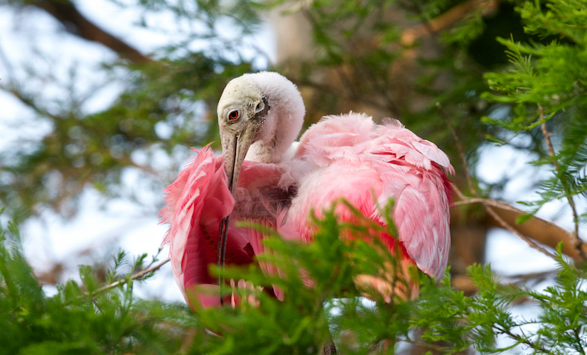 Roseate Spoonbill sitting in a tree, with its bill tucked under its wing. Photo: Pamela Cohen/Audubon Photography Awards.