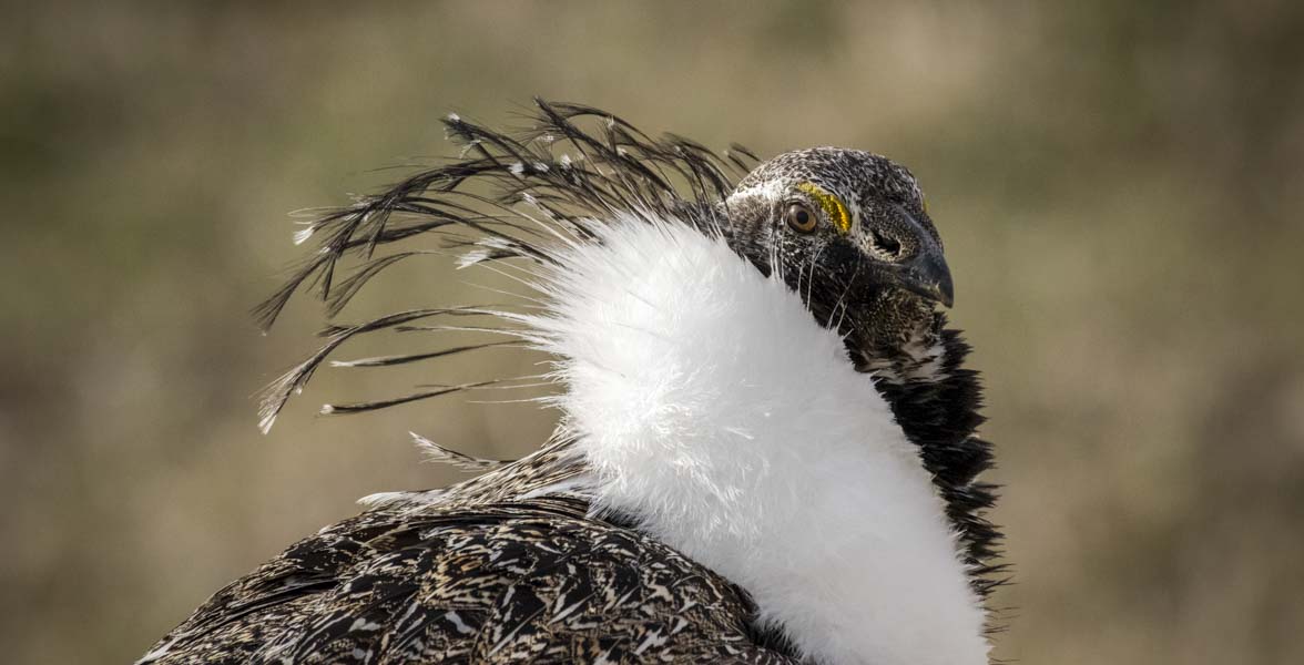 Greater Sage-Grouse.