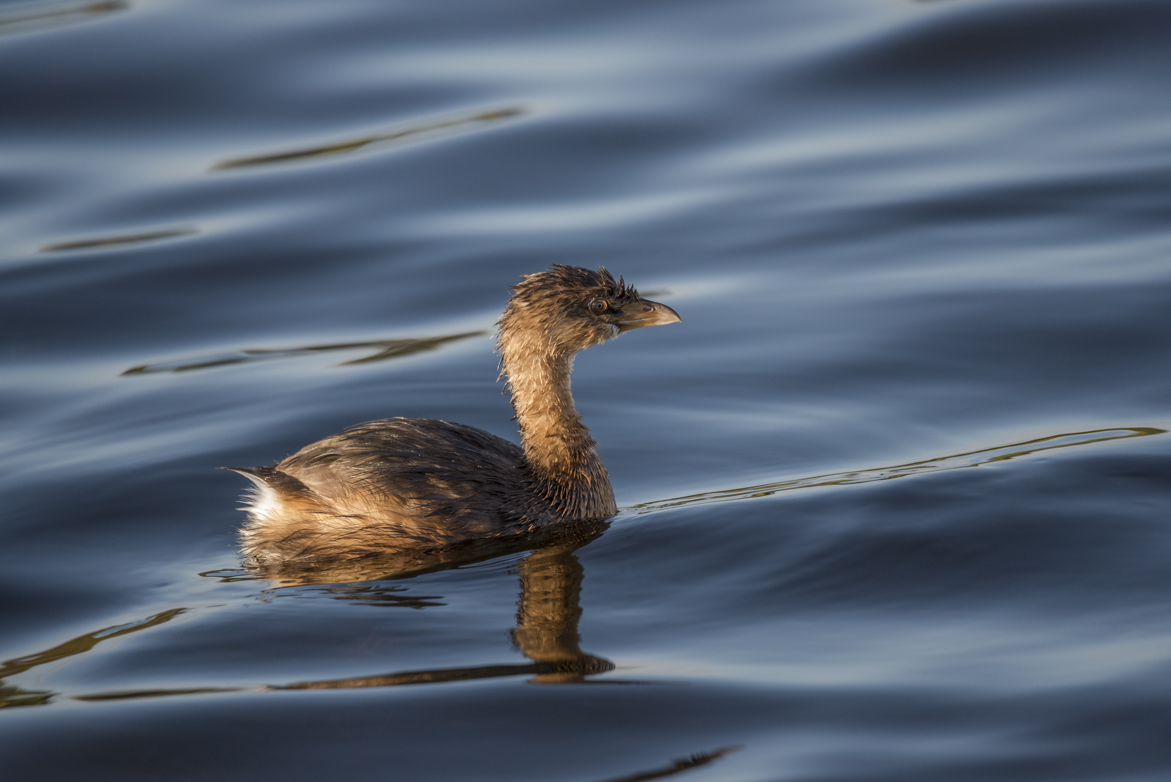 Pied-billed Grebe on the water.