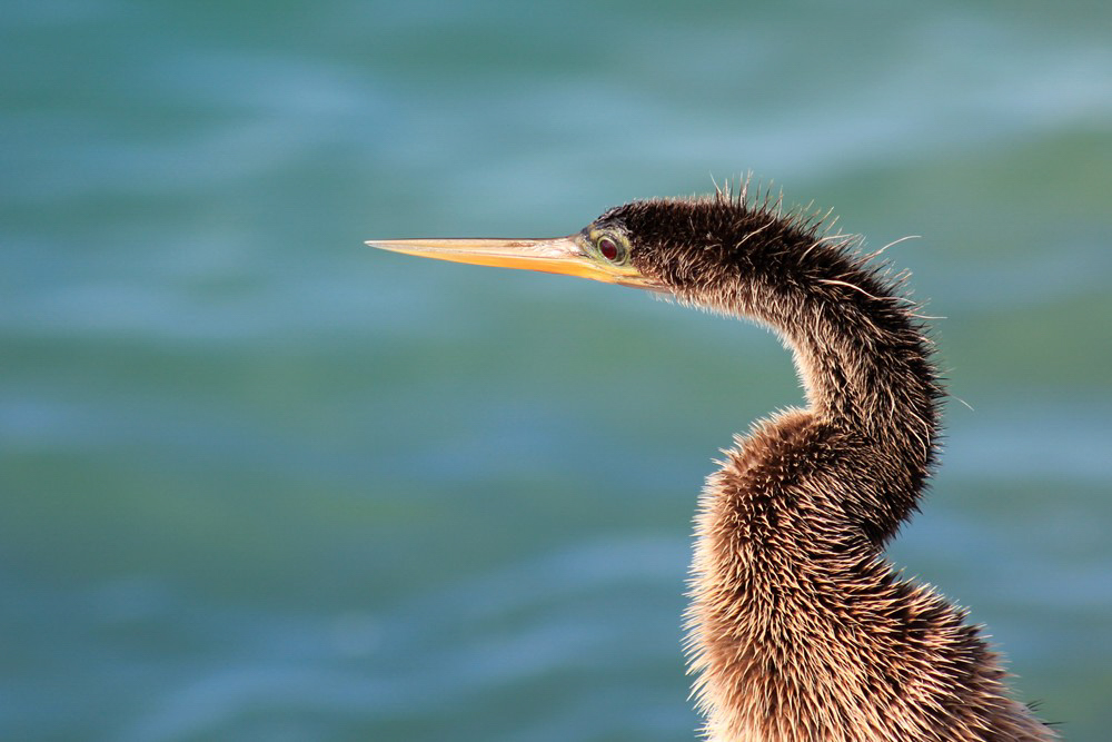 The head and shoulders of an Anhinga, with water in the background.
