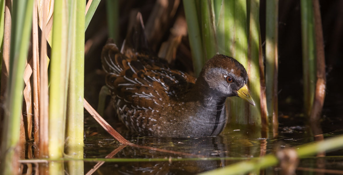A brown and grey bird wades among tall, aquatic plants.