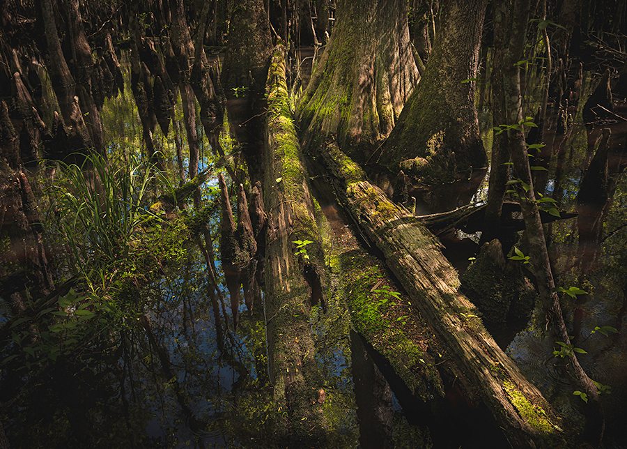 Logs are laying across the dark waters of a swamp with green bursts of foliage glowing all around a dark landscape. 