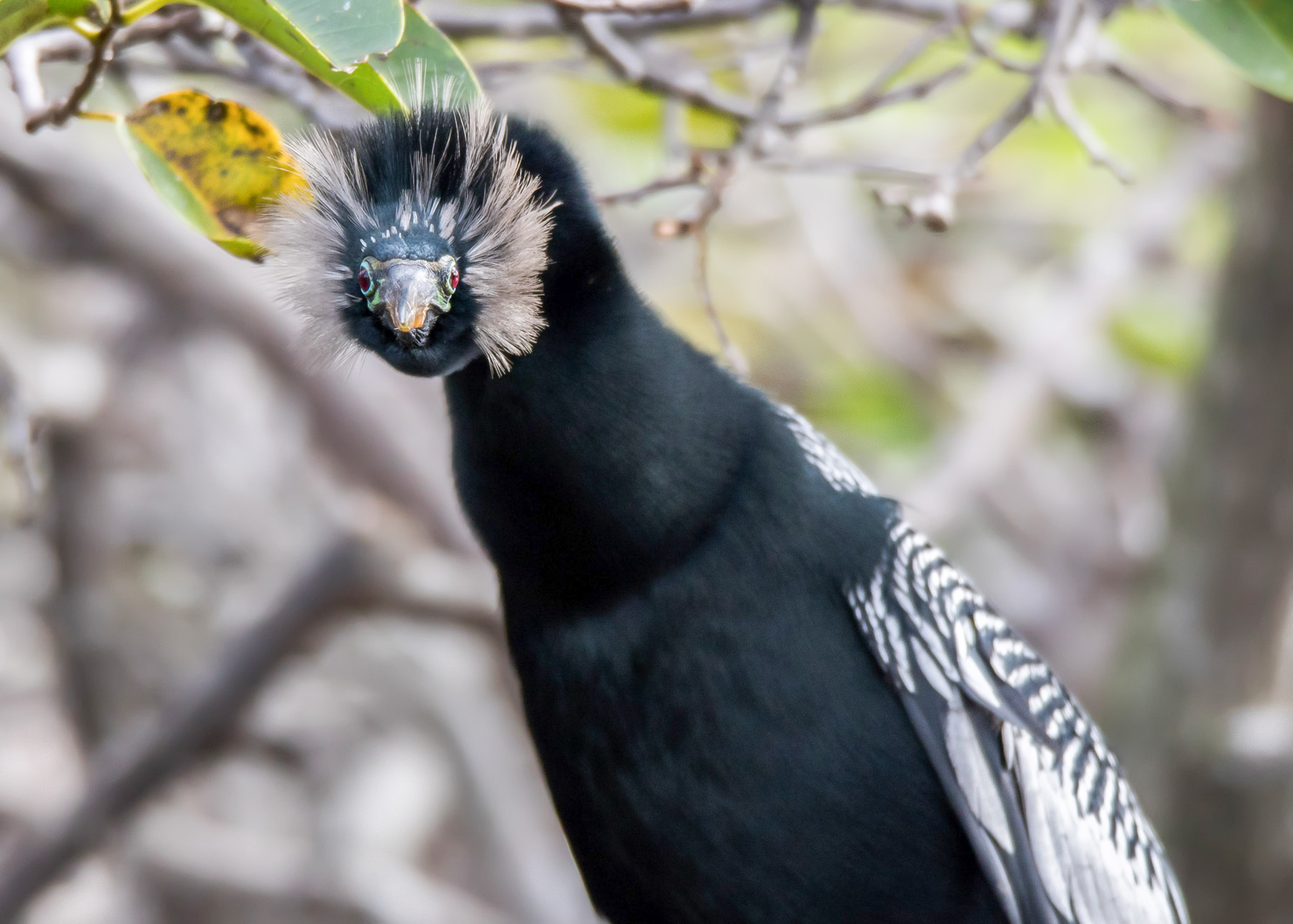 A black bird, the Anhinga, looking at the camera, with branches in the background.