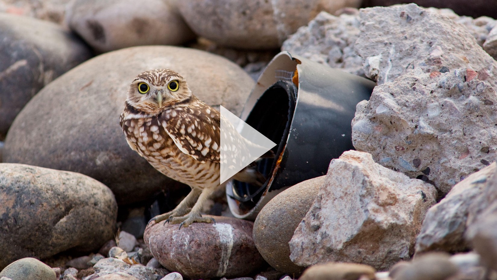 A Burrowing Owl standing outside of an artificial burrow with a "play" button on it.