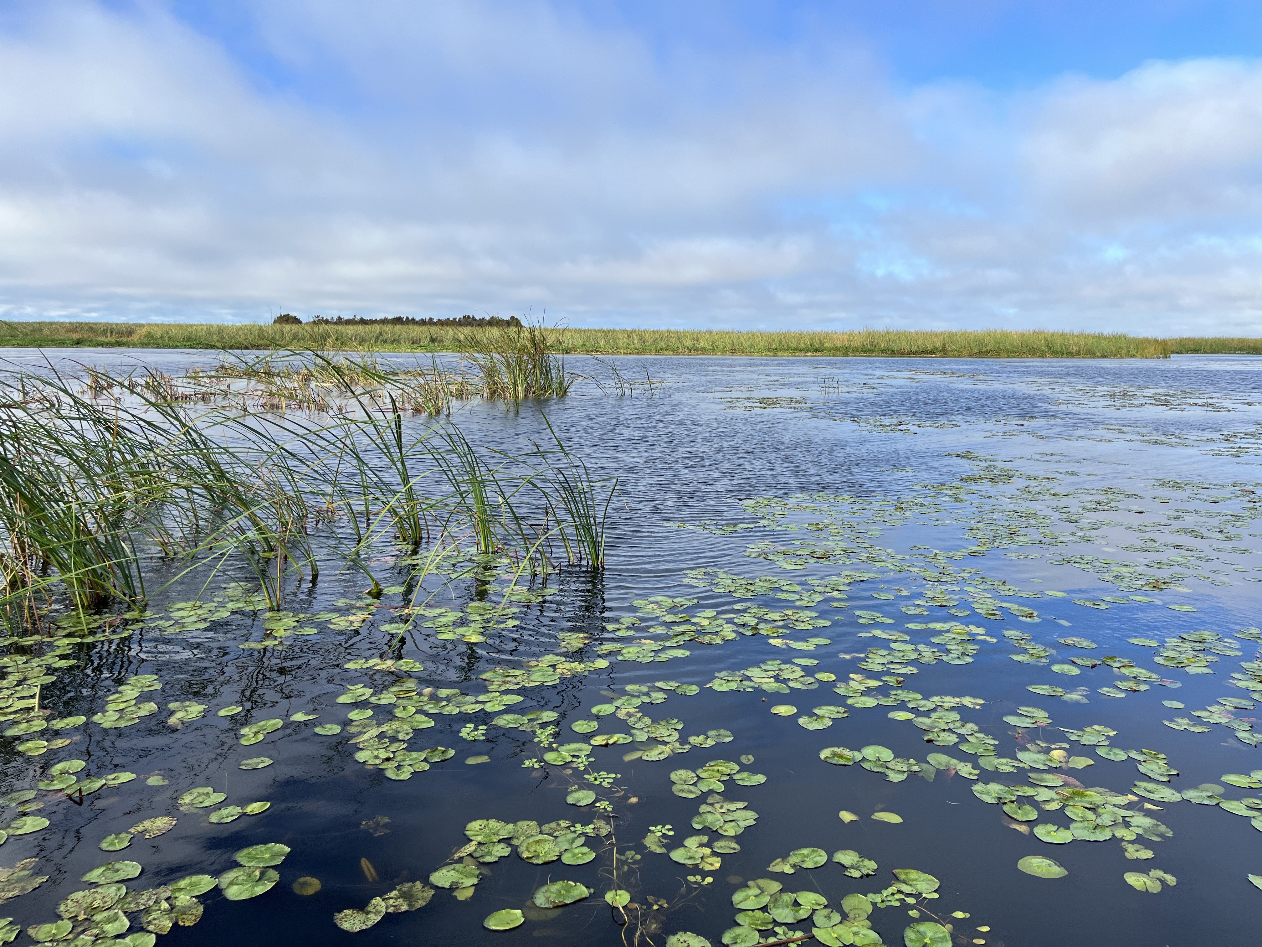 A view of aquatic vegetation on a large lake. 
