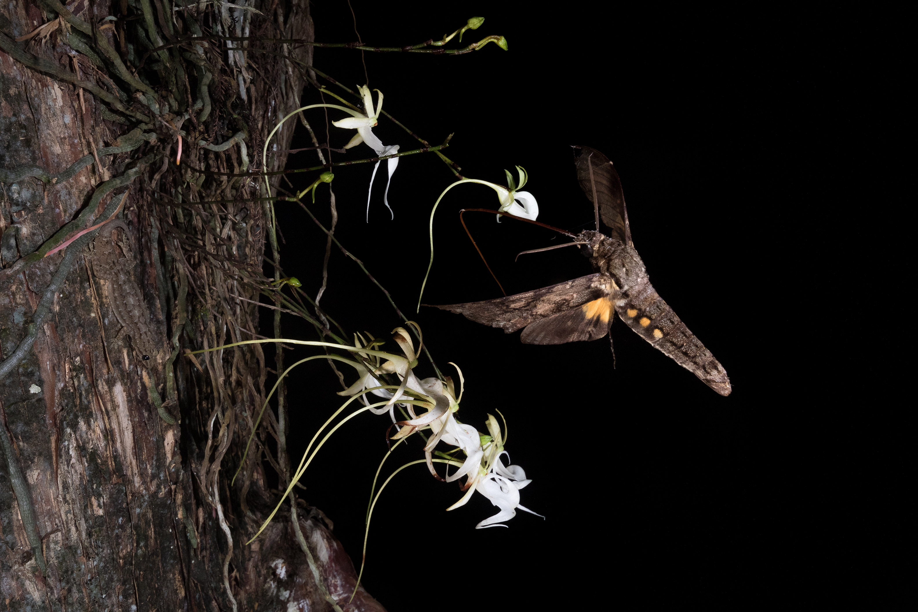 A moth in flight with flowers