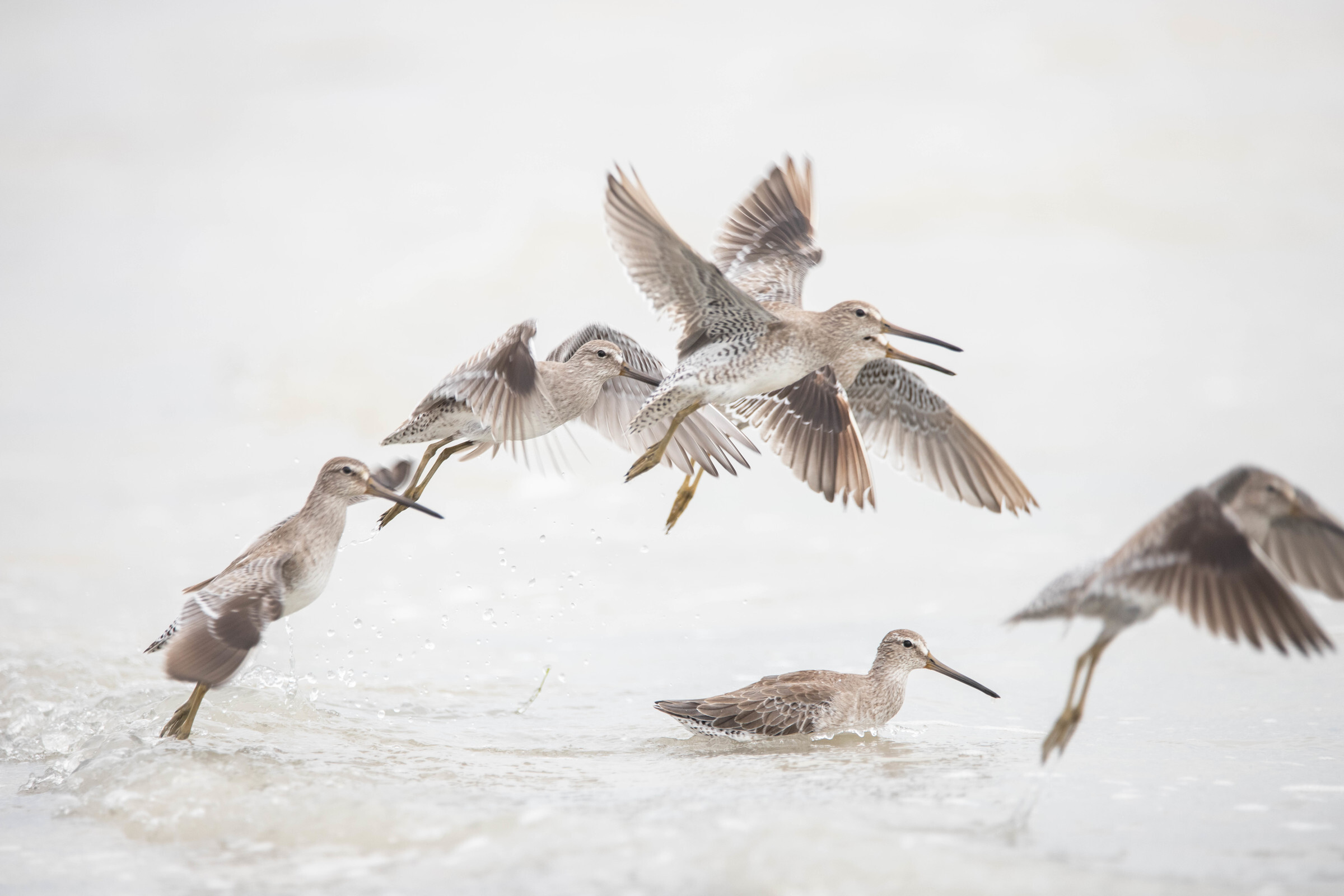 Short-billed Dowitcher