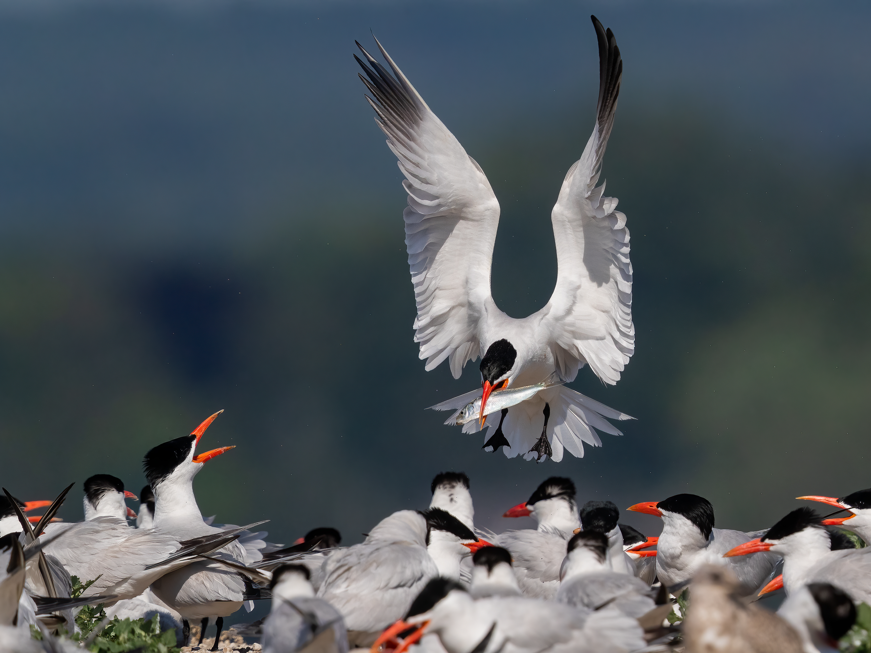 Caspian Tern in flight.