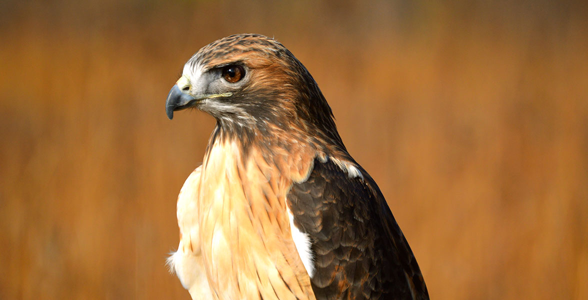 A Red-tailed Hawk looks to the left with a steely gaze.