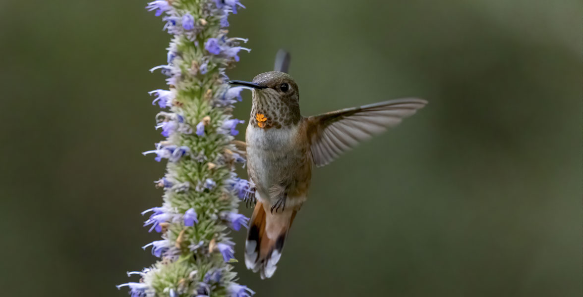 A green, white, and rufous-colored hummingbird drinks on-the-wing from a stalk of purple flowers.