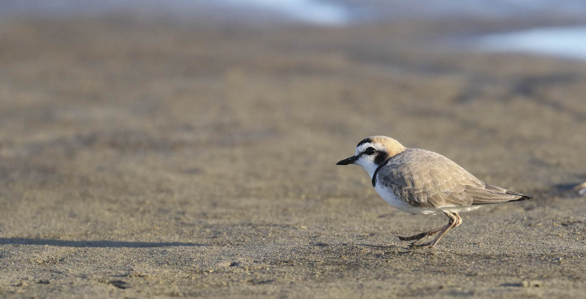 Snowy Plover stands on a mudflat.