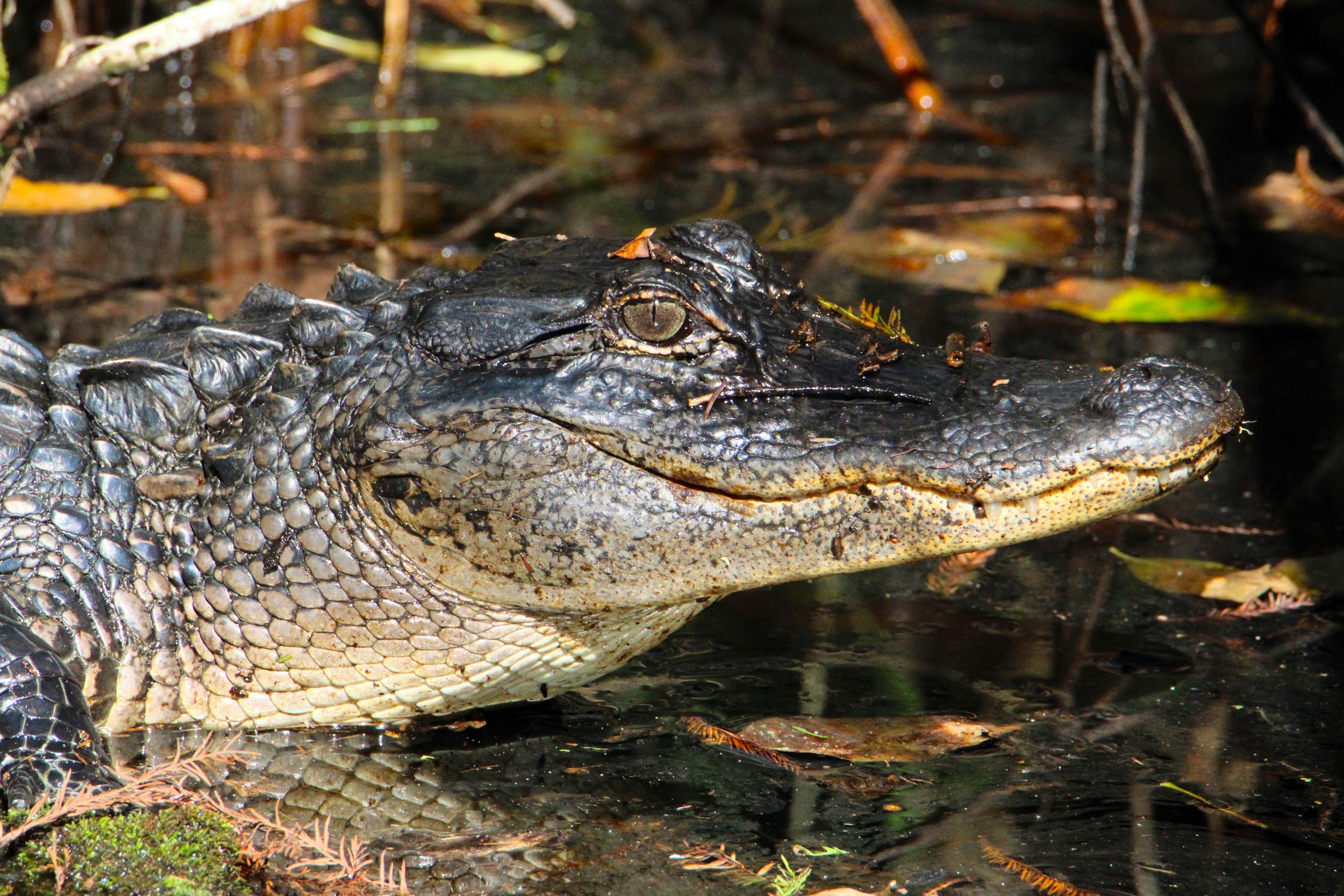 Close-up of an alligator.