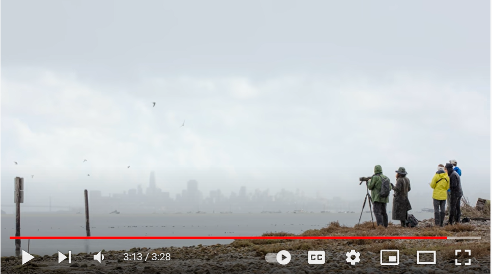 VIDEO: How We Protect Birds and Eelgrass at Richardson Bay